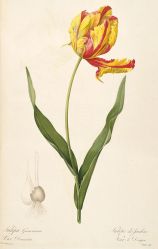 tulipa Gesneriana var. Dracontia