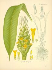 curcuma longa