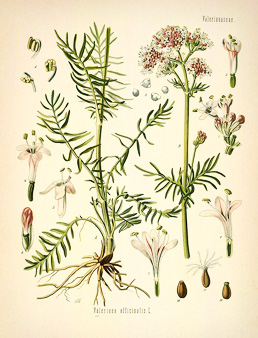 Valeriana officinalis