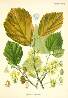 hamamelis virginiana