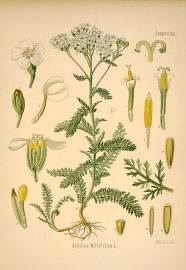 achillea millefolium